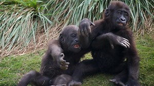 Riverbanks Zoo's gorillas Moyo and ZaKota are on the move