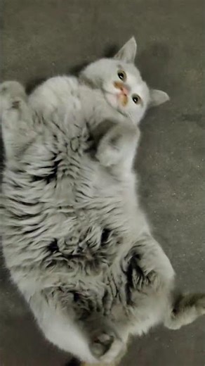Weekend Workover: My Cat's Messy Surprise in the Midday Rush