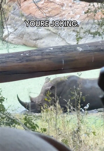 Rhino playing in mud in my backyard — Zimbabwe wildlife reserve
