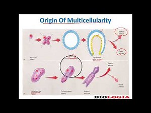Colonial and syncytial hypothesis # origin of multicellularity