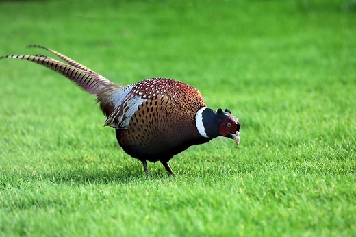 ▷ Faisán » Características, Alimentación, Hábitat, Reproducción, Depredadores