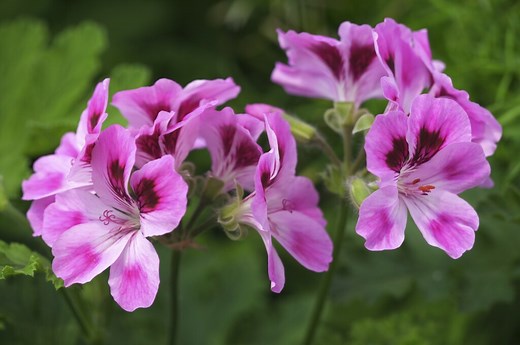 Géranium odorant : floraison, taille, entretien