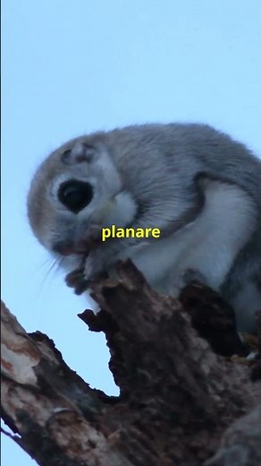 Curiosità sullo Scoiattolo Volante che Devi conoscere !#animals #curiosità #wildlife