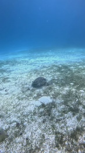 Green Sea Turtle facts! @lemeridienmaldives house reef has green turtles chewing on the sea grass alllll day #seaturtle #greenturtle #diving #scuba | SCUBA DAN 🤿