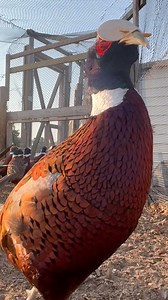 The beating I took to get this video for you guys.. 😅 | Pete’s Pheasant Farm