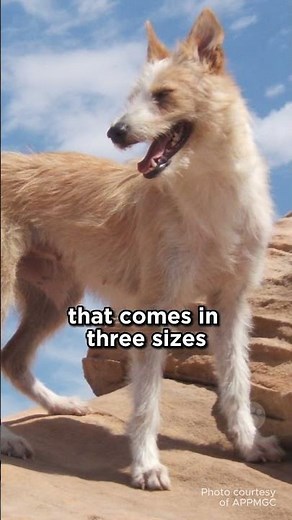 The Portuguese Podengo #dogs