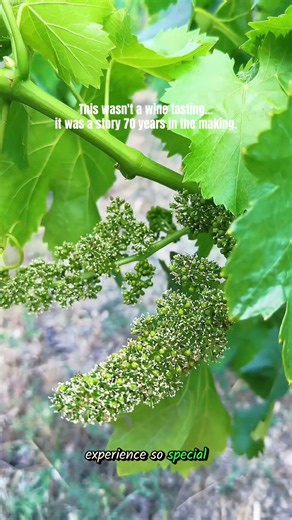 The best wine tasting in Spain? 🇪🇸 #winetasting #spanishwine #winelovers