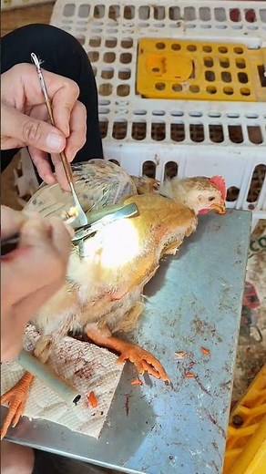 Professional guy shows how to castrate chicks#capon #Castration#rooster
