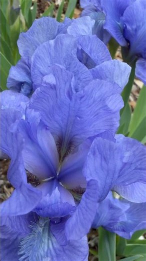 Simply Loving Blue Iris Flowers 🎶🪻#gardenplants