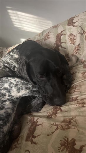 5amuel Nel5on (@samuel__nelson)’s videos with Worldokayestdogs - Worlds Okayest Dogs