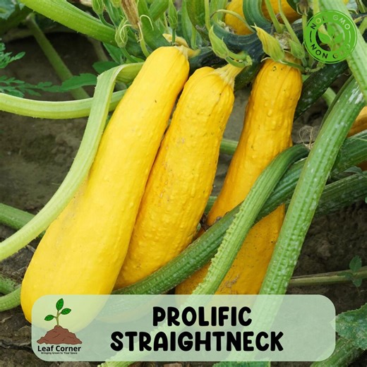 Prolific Straightneck Summer Squash Seeds, NON GMO Heirloom Yellow Squash, High Yield Variety - Etsy