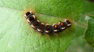 Contact with toxic browntail moth cocoons can cause blistery rash, state warns