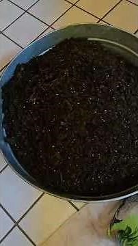 Growing Wave Petunias from seed!