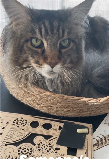 Build Ugears Models with Confidence: Our Support Is Here!