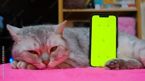Greenscreen phone. Phone green screen and cat. Phone screen replacement template. Green screen on the phone at home