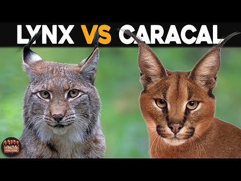 What Is The Difference Between Lynx And Caracal?
