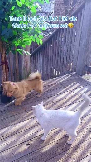 #cat #catsoftiktok #catlover #cats