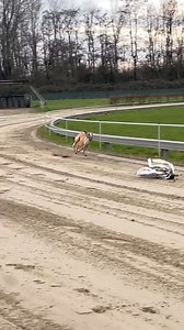 236K views · 491 reactions | Racing WHIPPET #whippet From #Netherland  @theracingwhippets | Dogs In The World | Facebook