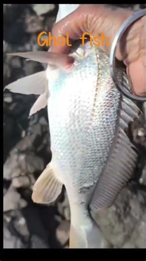 #black spotted croaker fish # ghol masa # creek fishing # fishing video # trending video #viralvideo