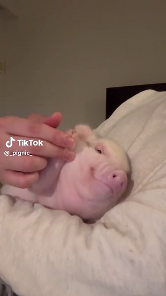 スタッフにこねくり回される子豚 #pignic #piggy #micropig #fyp #asakusa #アニマルカフェ #マイクロブタ #minipig #animals