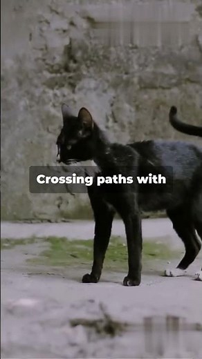 The Surprising Origins of Common Superstitions Explained in 2024