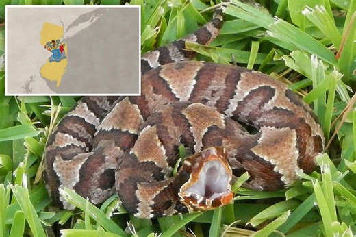 Venomous snake warning issued by wildlife officials in New Jersey: ‘Never touch it’