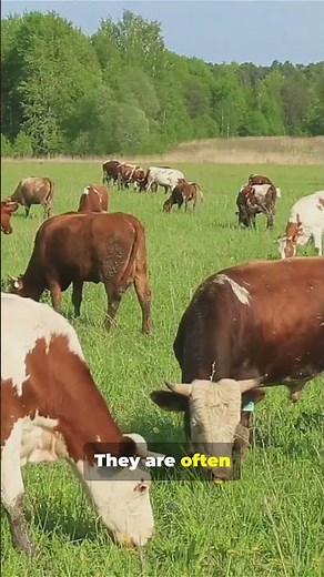 Dairy or Beef Cows: Choose Smart