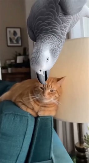 Parrot can’t stop laughing — cat tries to smack it, but it just flies off and keeps laughing.