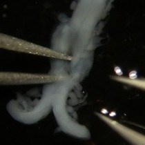 Video: Production and Isolation of Axons from Sensory Neurons for Biochemical Analysis Using Porous Filters