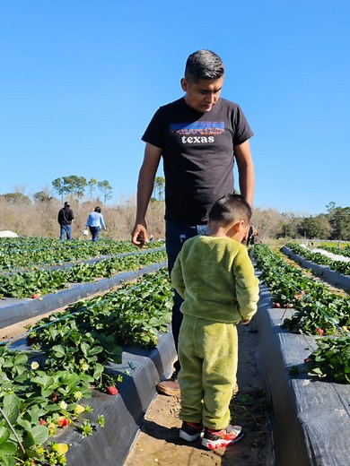 Visit the Best Strawberry Farm in Houston, TX