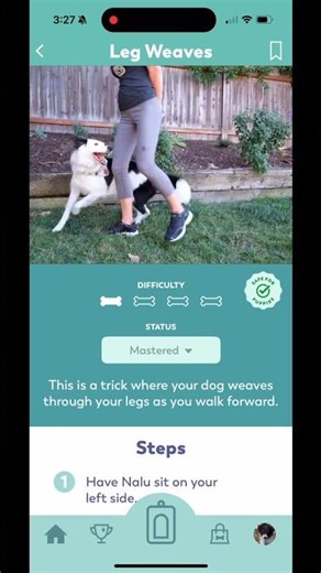 Puppy trick training safety