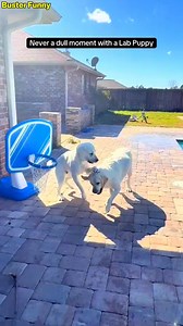 8.3K views · 380 reactions | Witness the power of determination! An inspiring journey that proves persistence always wins. #determination #success #inspiration #creatorsearch #motivation #doggs #neverquit #growthmindset #goalgetter #hustle | Buster Funny | Facebook