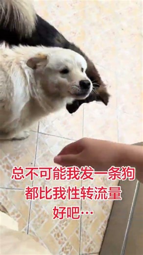 Shy Pup's Unleashed Energy: A Transformation Tale