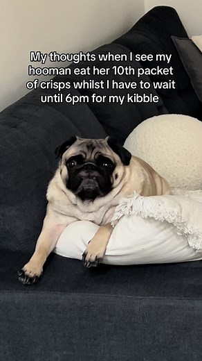 Pug Reacts to Human's Snack Binge | Funny Dog Videos