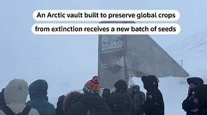 Svalbard’s doomsday vault gets record batch of global crop seeds