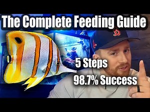 5 Steps To MAKE a Copperband Butterfly Fish Eat 🔥