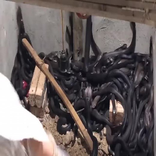 5.2K views · 104 reactions | cobra's world | Snake Doctor | Facebook