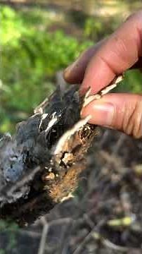 Learn how to identify Turkey Tail Mushrooms. It nature’s powerful medicine. #foraging #mushroom