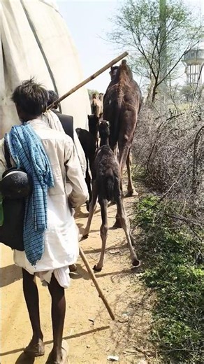 Watch the camel herd and the tractor closely#shorts #viral #subscribemychannel #naturelovers