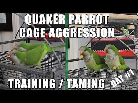Quaker Parrot Training | Taming Cage Aggression - Day 1