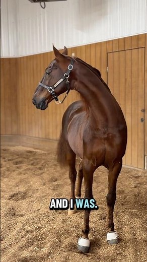 WGC Top of the Mark - American Saddlebred stallion and 2x World’s Grand Champion