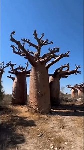 The Weirdest Tree on Earth #shorts