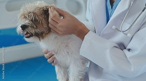 Veterinarian doctor holding and examining a Maltese Westie cross puppy with a stethoscope