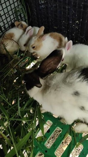 🐰 Baby Rabbits Growth Stages | Day 3 – Day 10 – Day 15 Update