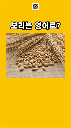 곡식 곡물 이름 필수 영어단어 퀴즈 (Part 1) Grain Names Quiz #영어 #english #영어공부 #영어단어 #곡물