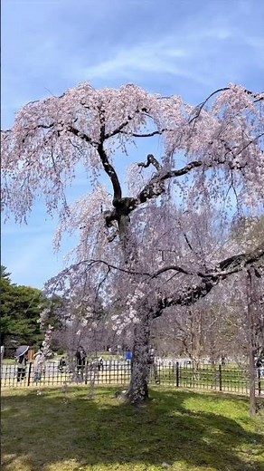 Weeping cherry trees in full bloom at Kyoto Gyoen National Garden 🌸 #sakura #japan #garden #flowers