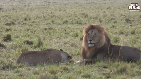 "Witness Wildlife: Lion Honeymoon, Pride Intrudes"
