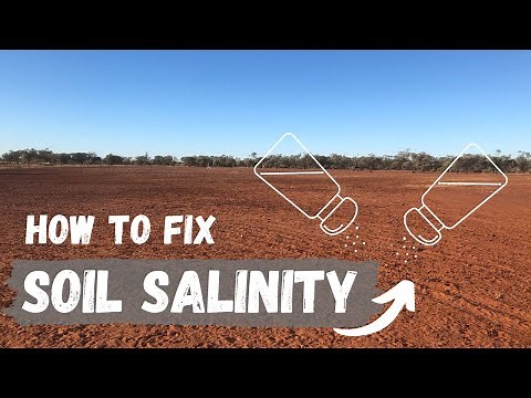Soil Salinity | What is it and how to fix it? | Regenerative Agriculture