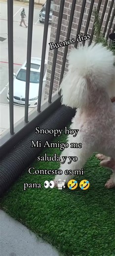 #Snoopy #Hello #Amigo👀👀🐩🤣🤣🥰