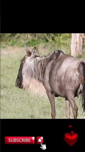 Wildebeest Giving Birth in the Wild – Incredible Animal Moment!